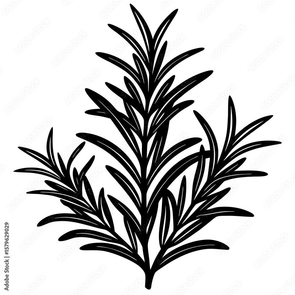 Naklejka premium Rosemary leaf icon vector, a Rosemary leaf silhouette, Vector of Rosemary leaf art, a Rosemary leaf black silhouette vector isolated