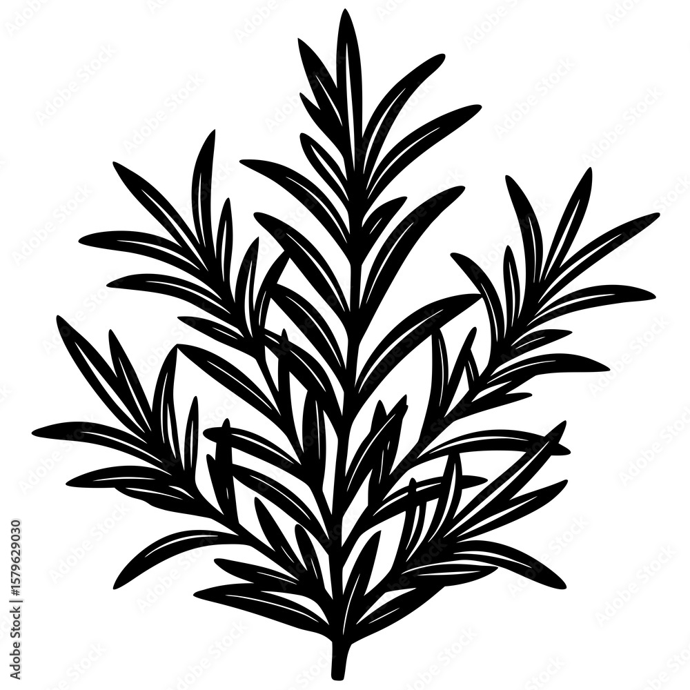 Fototapeta premium Rosemary leaf icon vector, a Rosemary leaf silhouette, Vector of Rosemary leaf art, a Rosemary leaf black silhouette vector isolated