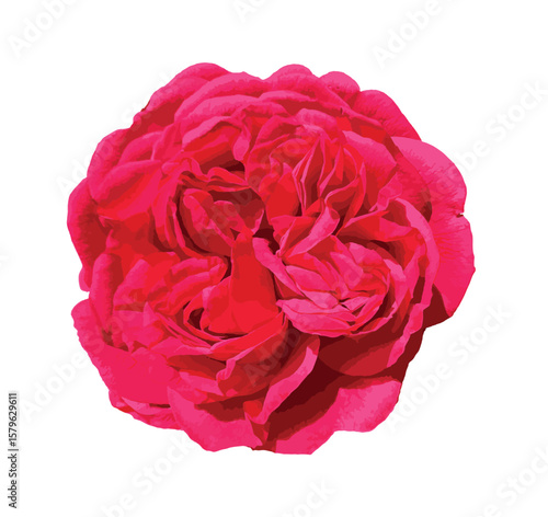 Rosa 'Meiclusif' (Red Eden Rose). Isolated deep red rose flower on white background, showcasing lush petals and romantic form. Ideal for botanical designs and floral compositions.