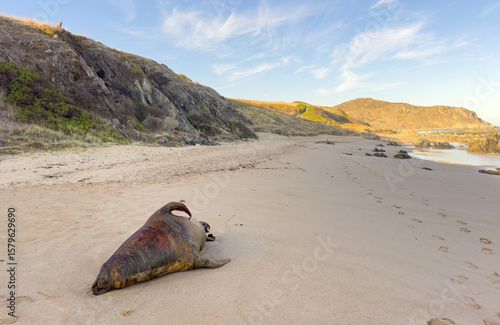 A dead seal washed up on Depp's Beach near Victor Harbor in South Australia, likely due to algal bloom