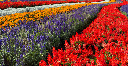 Fototapeta Naklejka Na Ścianę i Meble -  Purple salvia and red cockscomb flowers in a garden on a sunny day