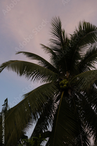 palm trees in the sun