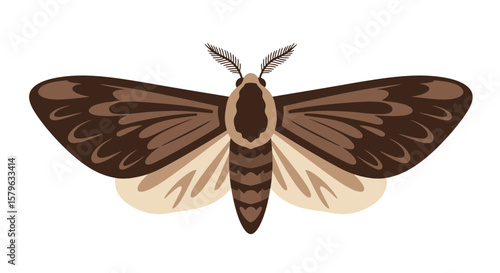 Vector illustration of a moth, a nocturnal insect with brown wings and a furry body