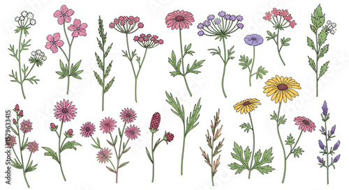 Collection of charming hand-drawn wildflowers and herbs isolated on a white background