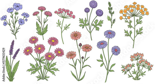 Botanical illustration with various wildflower species in different colors