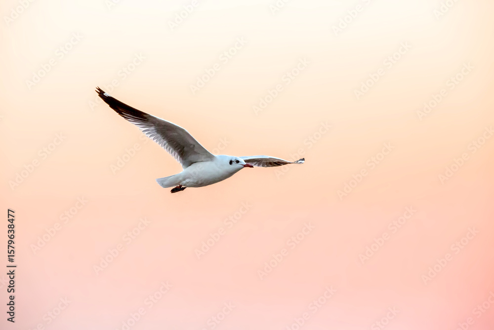 Fototapeta premium Seagull flying in the sunset sky
