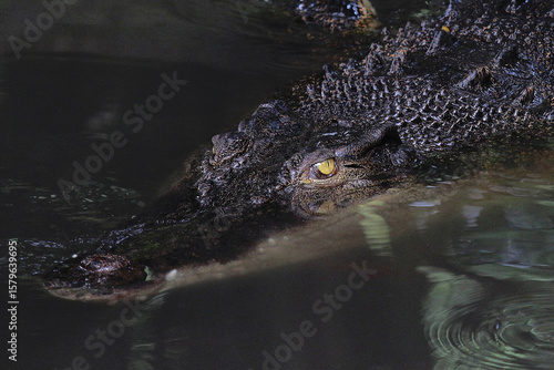 Close-up of a crocodile's head swimming and partially submerged in calm, dark water, showing the texture of the skin and sharp details of the eyes.
