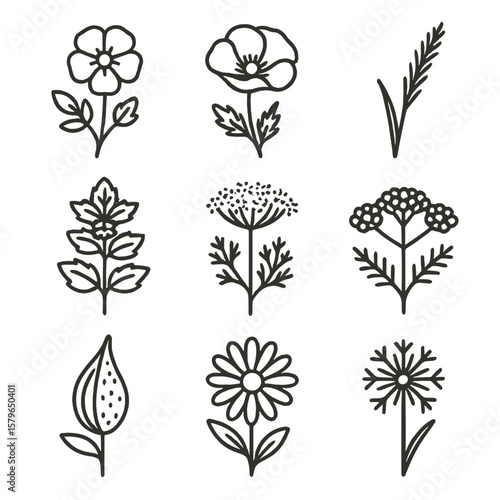 Lace wild plant grass poppy icons milkweed pod meadow flower icon queen