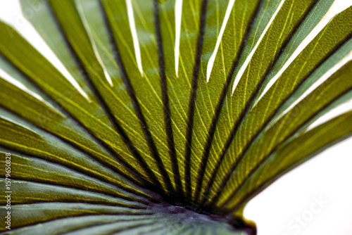 Photography close up of palm leaf, nacka,stockholm,sverige, norrland,sweden,summer