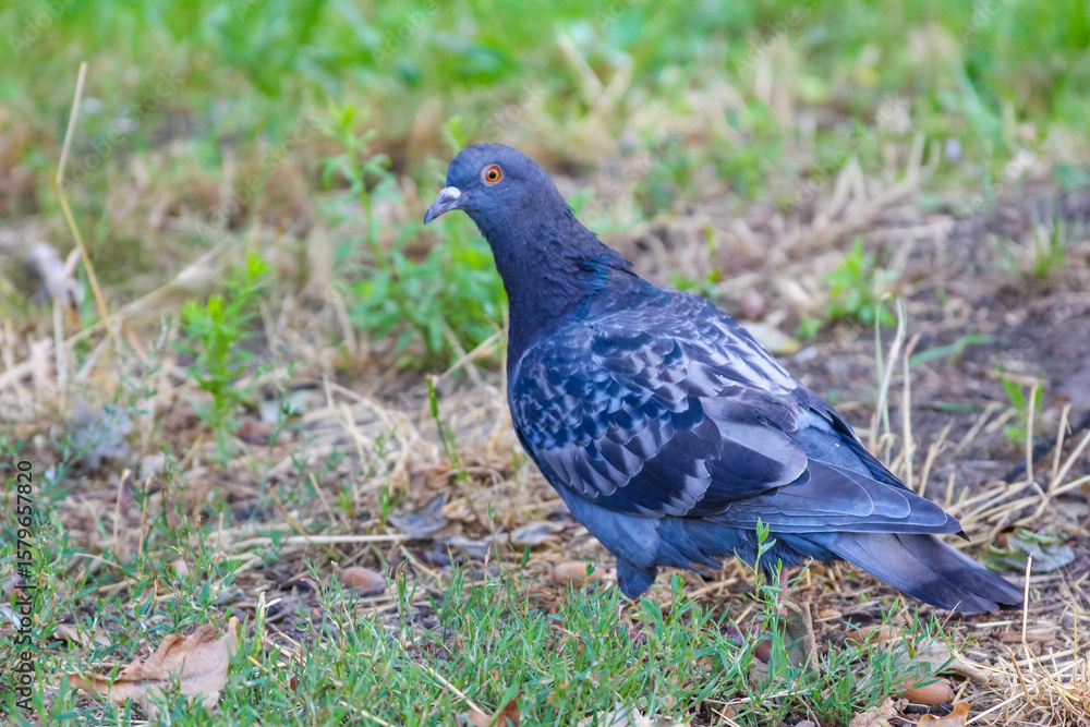 Gray crow standing on natural ground surrounded by dried grass and vegetation Gray crow standing on natural ground surrounded by dried grass and vegetation