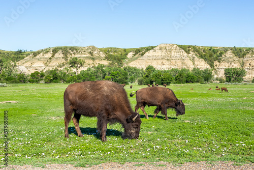 Foto Herd of the wild bison in the Theodore Roosevelt National Park