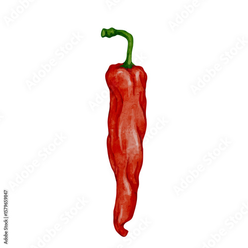 Colorful ripe hot chili pepper pod.Vector graphics.