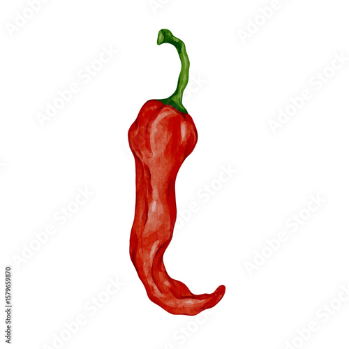 Colorful ripe hot chili pepper pod.Vector graphics.