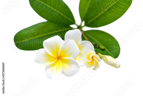 Plumeria flowers and leaves isolated on transparent background