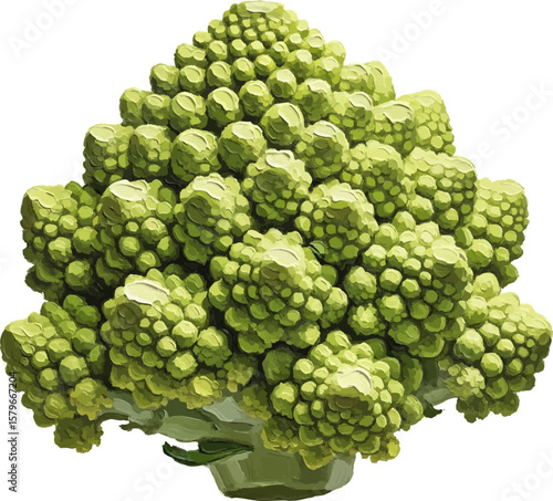 Romanesco with Dew with oil painting