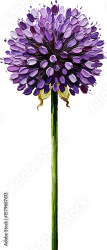 Allium Blossom on Stem with oil painting