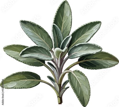 A Sprig of Fresh Sage with oil painting