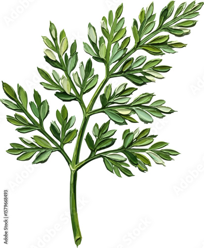 A Sprig of Fresh Dill with oil painting