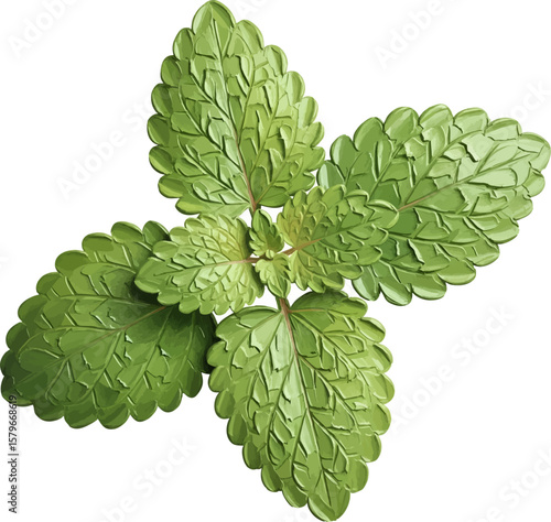 A Sprig of Lemon Balm with oil painting