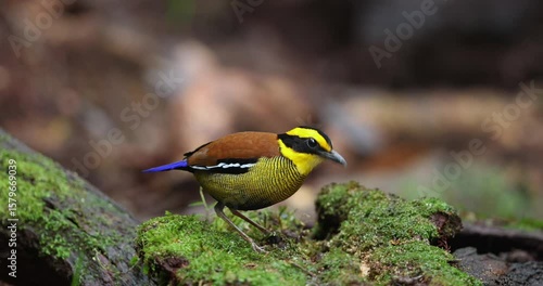 Bornean Banded Pitta (Pitta schwaneri) in its lush rainforest habitat and making it a true jewel of the Bornean rainforests.