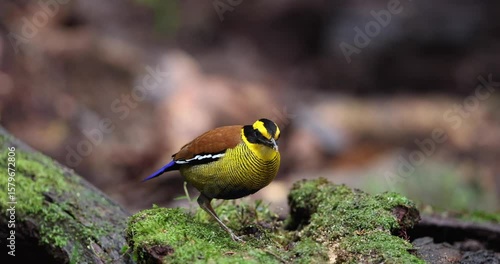 Bornean Banded Pitta (Pitta schwaneri) in its lush rainforest habitat and making it a true jewel of the Bornean rainforests.
