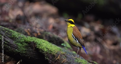 Bornean Banded Pitta (Pitta schwaneri) in its lush rainforest habitat and making it a true jewel of the Bornean rainforests.