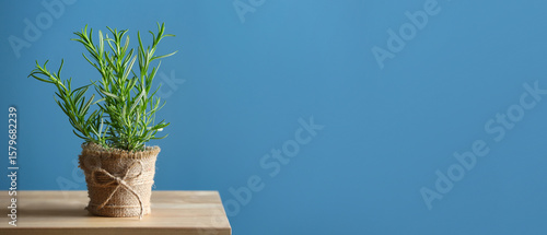Pot with fresh rosemary on ...