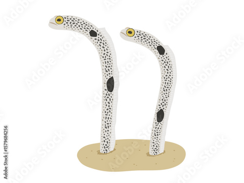 チンアナゴのベクターイラスト