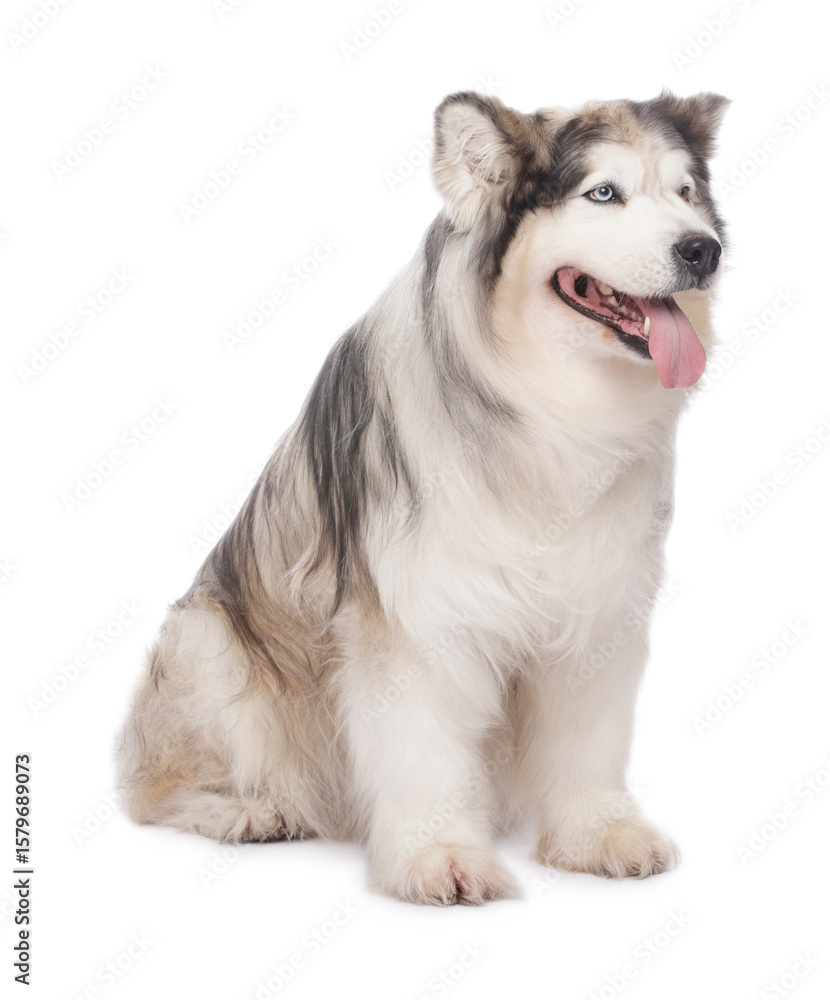 Fototapeta premium Beautiful Alaskan malamute dog on white background