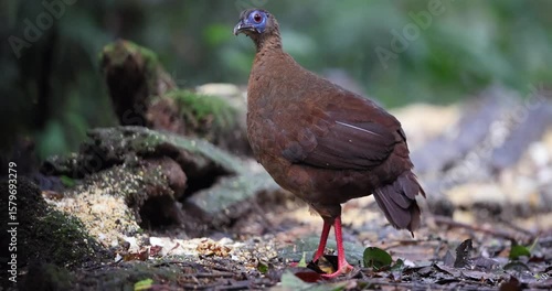 A female Bulwer's Pheasant rare endemic big bird of Sabah Borneo island.