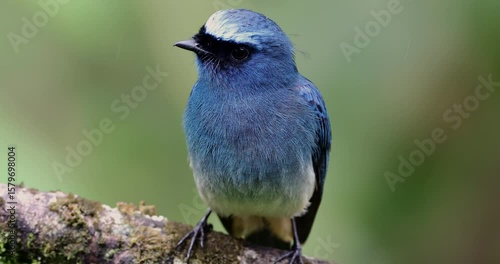 Indigo flycatcher bird resting on a mossy branch in a rainforest, displaying its colorful plumage