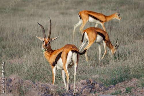 Photography Animals on the east African savanna