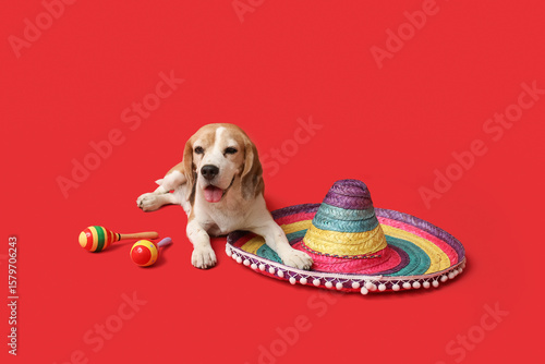 Cute Beagle dog with sombre...