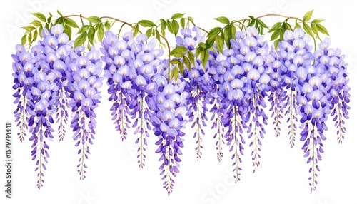 Purple wisteria blossoms, hanging vines