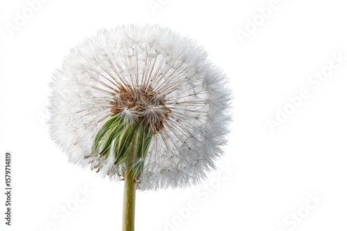 Wallpaper Mural Dandelion seed head with fluffy white seeds green base and pale stem against a white background Torontodigital.ca