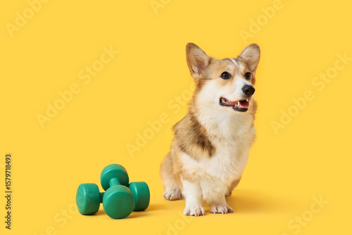 Cute Corgi dog with dumbbel...