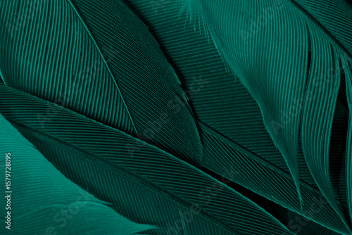 Beautiful dark green viridian vintage color trends feather texture background