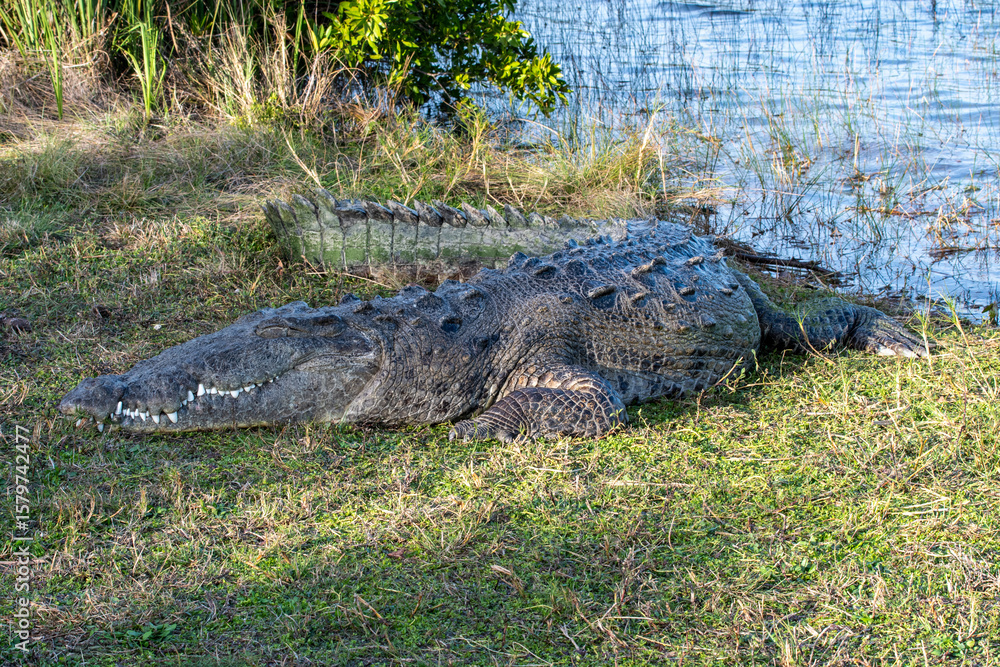 Obraz premium Very large American Crocodile - Crocodylus acutus - sunning on shore of Nine Mile Pond in Everglades National Park, Florida.