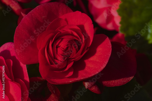 red flower