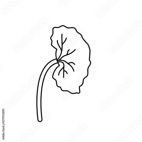 chronic kidney disease