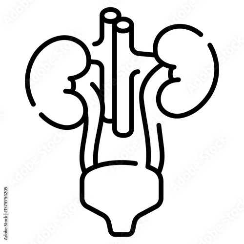 Urinary System and Kidneys line Icon