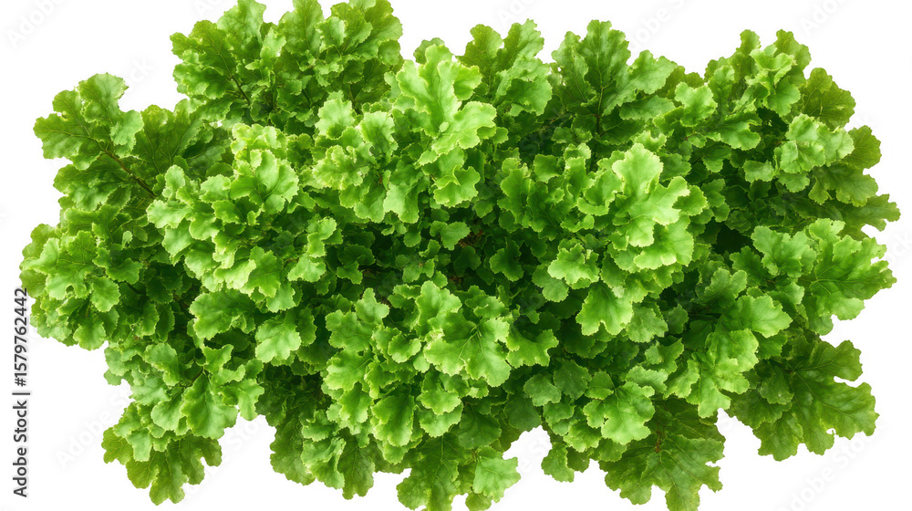 Obraz premium Fresh Green Lettuce Leaves On Transparent Background
