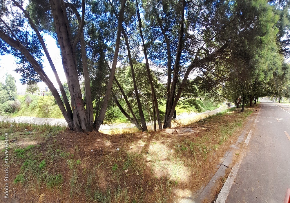 Fototapeta premium path in the park