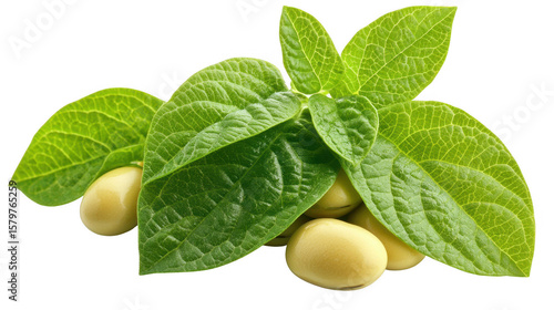 Green Leaves With Yellow Soybeans On Transparent Background