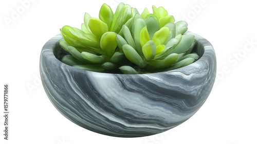 Succulent Plant In Marble Pot On Transparent Background