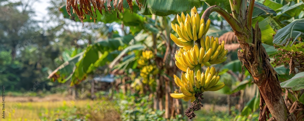 Fototapeta premium A cluster of ripe yellow bananas hangs from a banana tree in a lush, green plantation with sunlight filtering through the leaves.