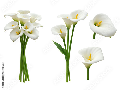 Elegant white calla lily flowers and stems isolated on transparent background