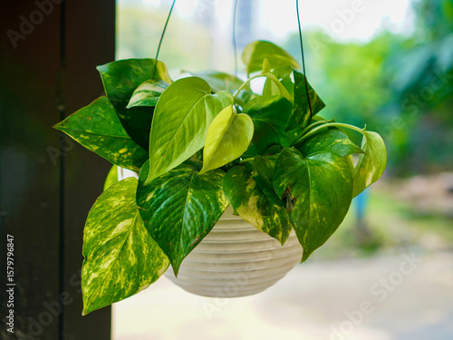 A vibrant hanging pot filled with golden pothos, also known as devil’s ivy, showcasing lush green and yellow variegated leaves