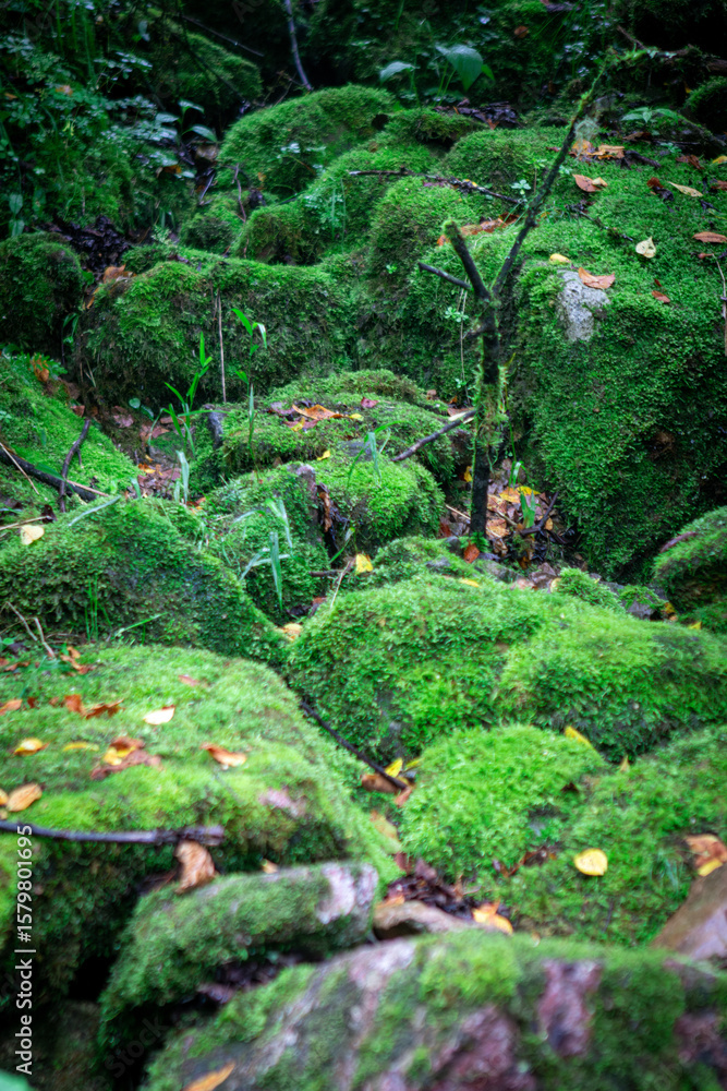 Fototapeta premium tropical forest with moss