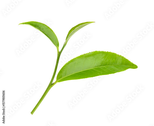 Green tea leaf isolated on white background